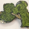 Largespore Map Lichen