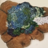 Many Colored Lichen