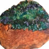 Green Scaly Lichen