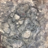 Mountain lichen on boulder