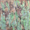 Lichen on Bark