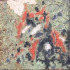 Red and black lichen on bark