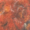 Red Firedot Lichen (Caloplaca sp.)