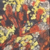 Red and yellow lichen on rocks