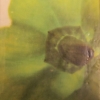 Pepper Cap