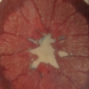 Grapefruit IV