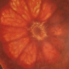 Grapefruit III
