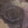Red Cabbage