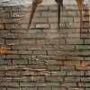 Three Birds on a Brick Wall
